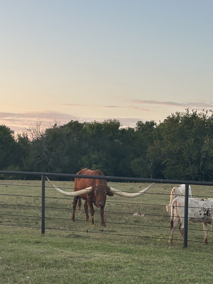 13LittleBit40's tweet image. This Big Boy. 

#Oklahoma #Latergram