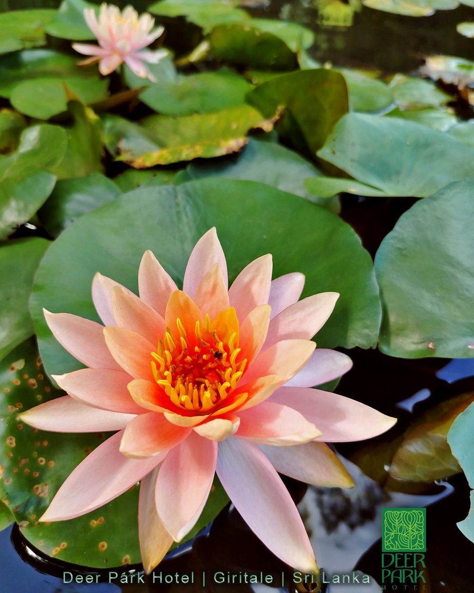 Deer Park Hotel (@deerparkhotel) on Twitter photo 