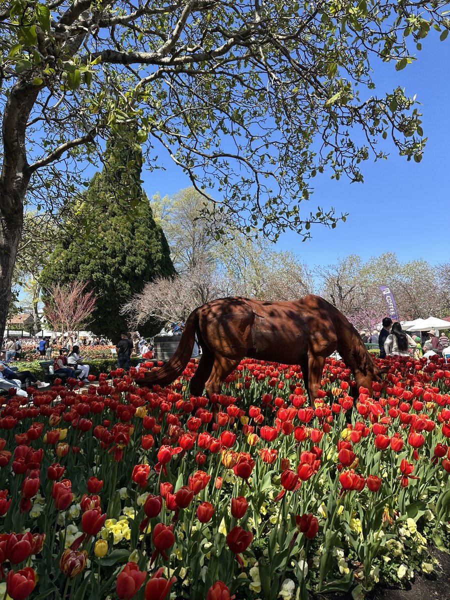 catherine_dango's tweet photo. Spring in full bloom 🌷 https://t.co/PVCp06KpNT