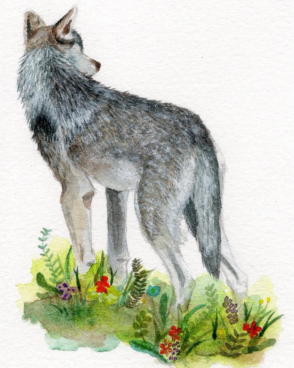 原画 オオカミ #108 保障できる】 Amazon.co.jp: ZXHYWYM 青い目のオオカミ ウォール