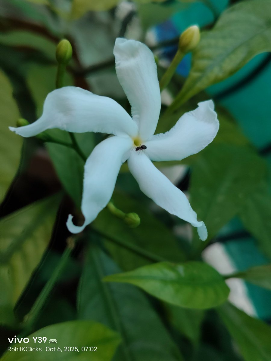 ROHITKUMBHOJKAR's tweet photo. The Partners are growing together.
Flowers too have others depending on them.
Here we see it on a Flower
#FlowerSpeaking
#Macro
#RohitKClicks https://t.co/qZea49VA1S