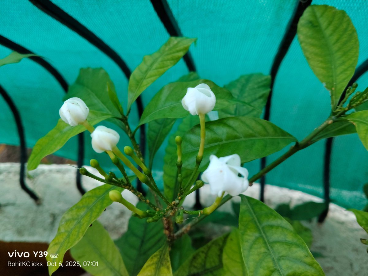 ROHITKUMBHOJKAR's tweet photo. The Partners are growing together.
Flowers too have others depending on them.
Here we see it on a Flower
#FlowerSpeaking
#Macro
#RohitKClicks https://t.co/qZea49VA1S