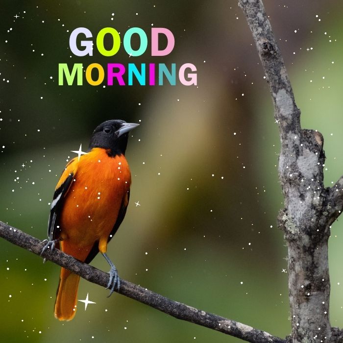 OptimusPri56451's tweet photo. Good morning 🐦 https://t.co/3OUIpDPmMz