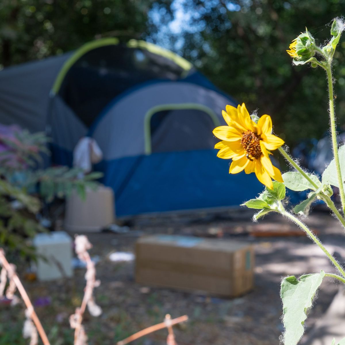 SacObserver's tweet image. Special report examines Sacramento’s growing homelessness crisis and its disproportionate number of Black residents, who make up 33% of the unhoused population. To read the full story click the link in comments. sacobserver.com/rose-concrete-…