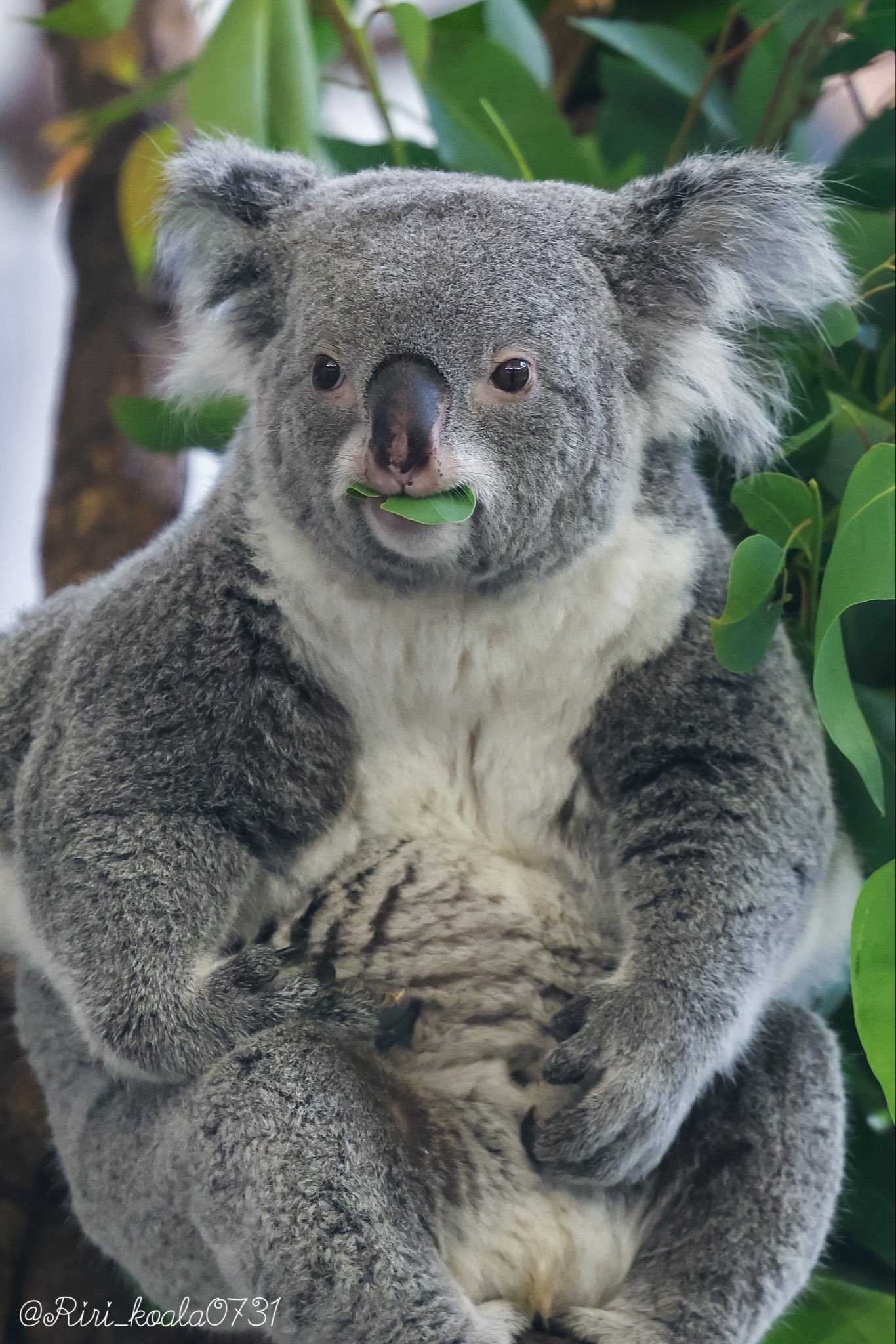 激レア❤キティ 小笠原 オオコウモリ トンボ 根付け ストラップ まとめ売り 🎀 莉里 🐨 on X: 