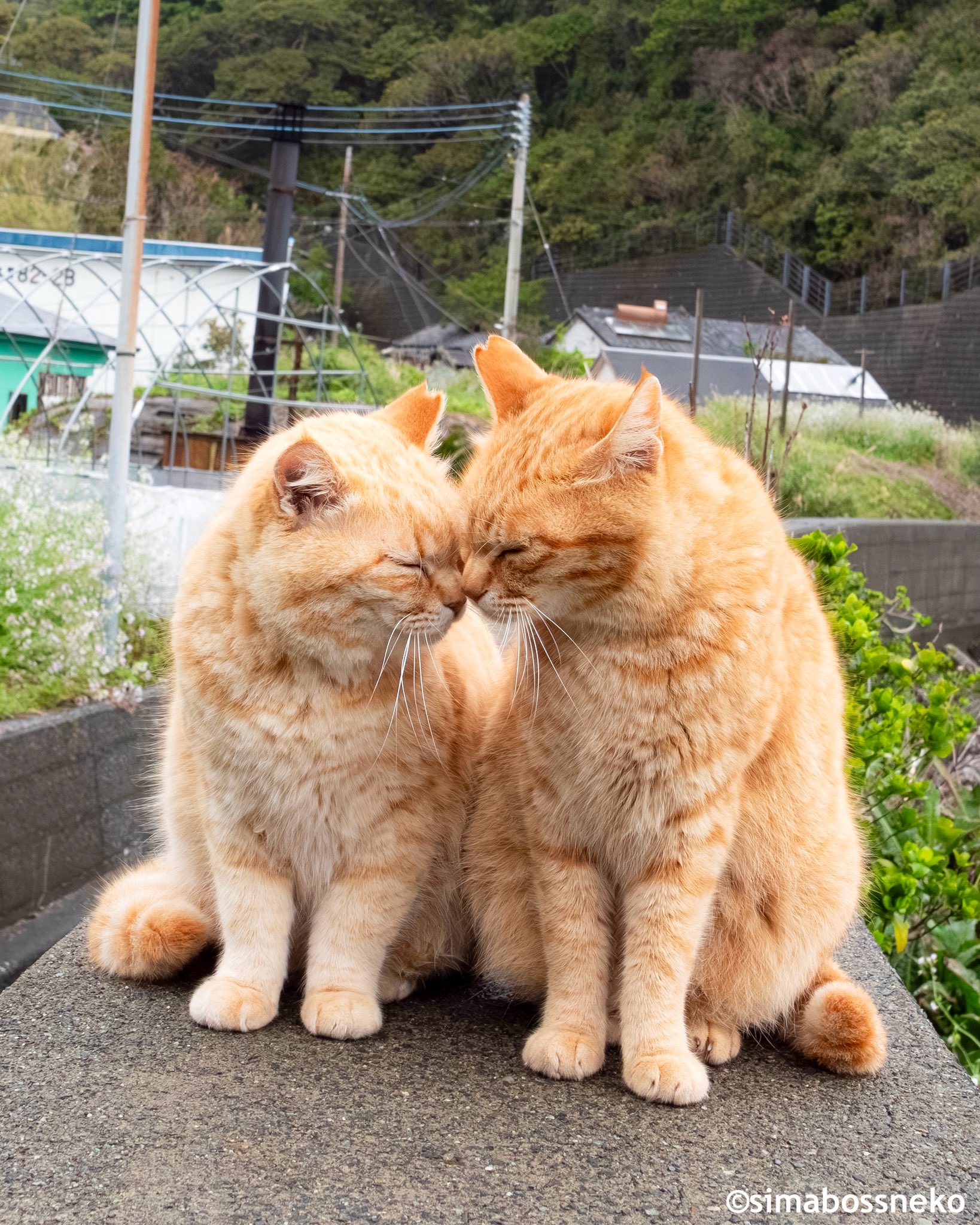 simabossneko 写真集「島にゃんこ」発売中 on X: 