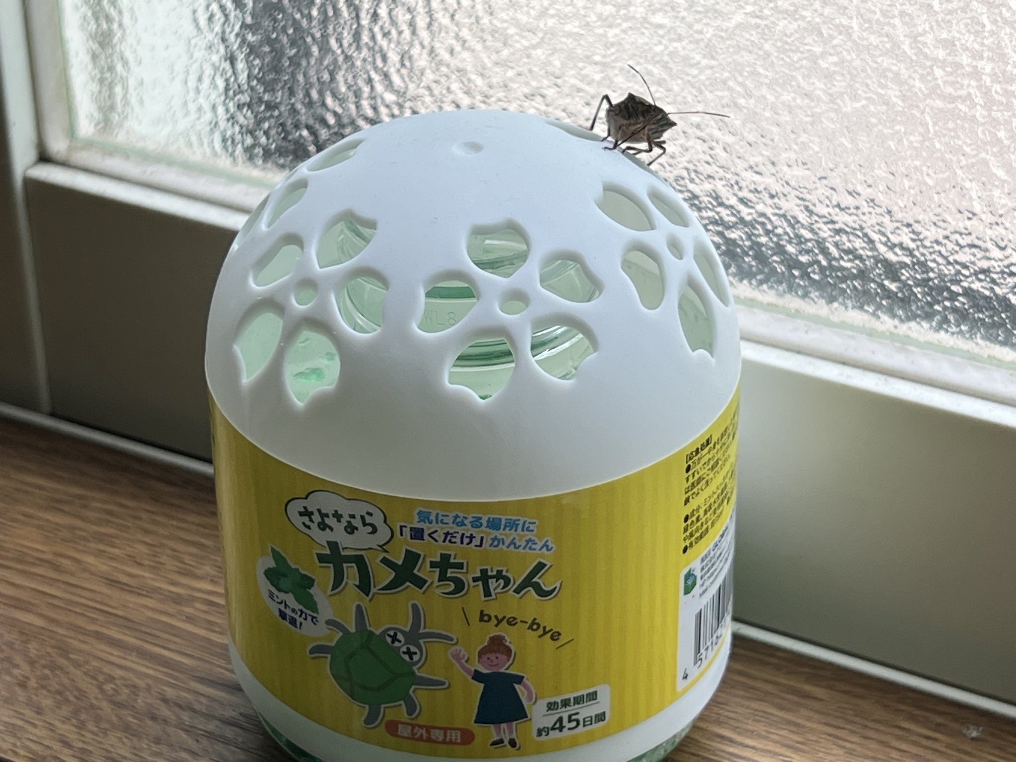 カメちゃん 石岡@🌽🍵 on X: 