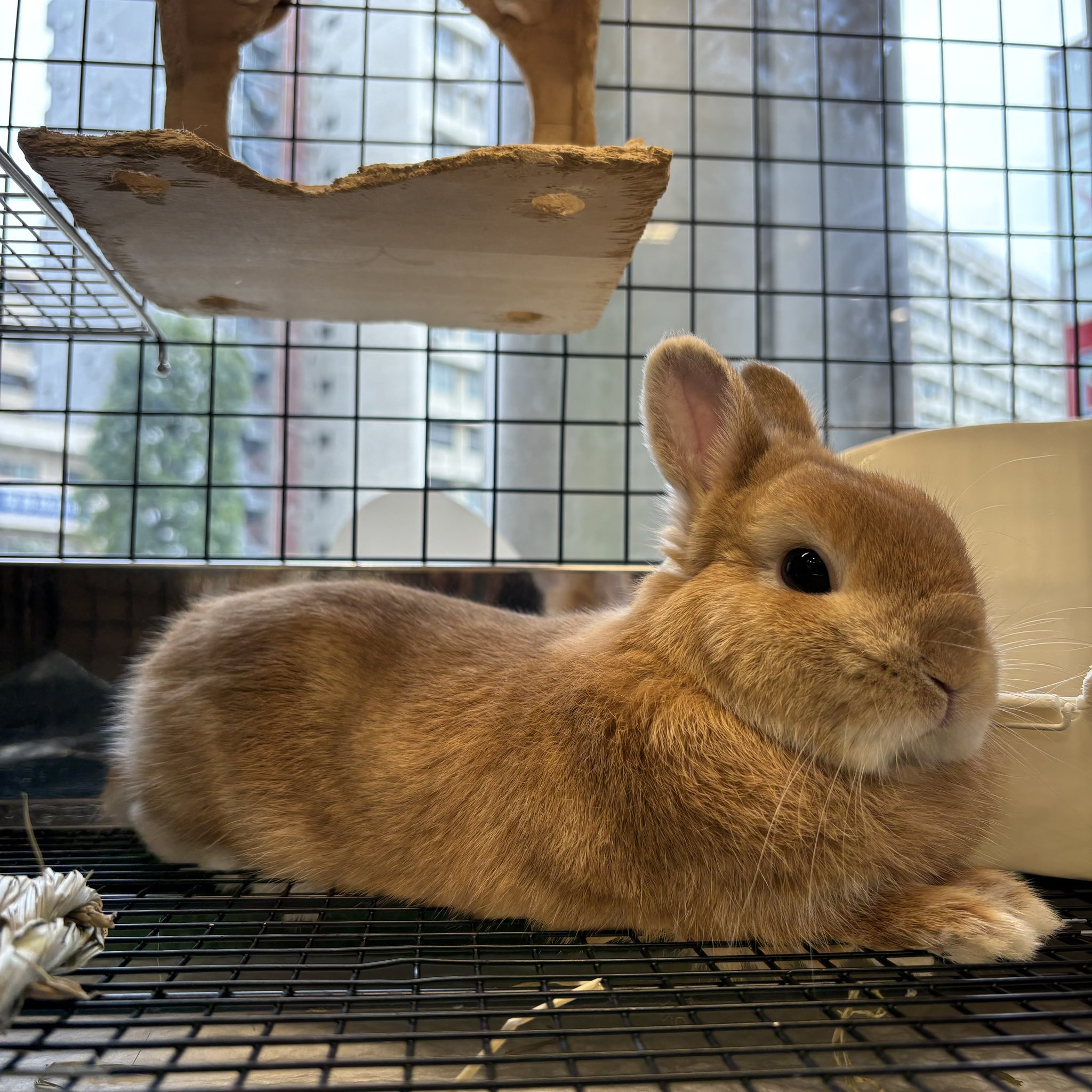 うさぎのしっぽオリナス錦糸町店 on X: 