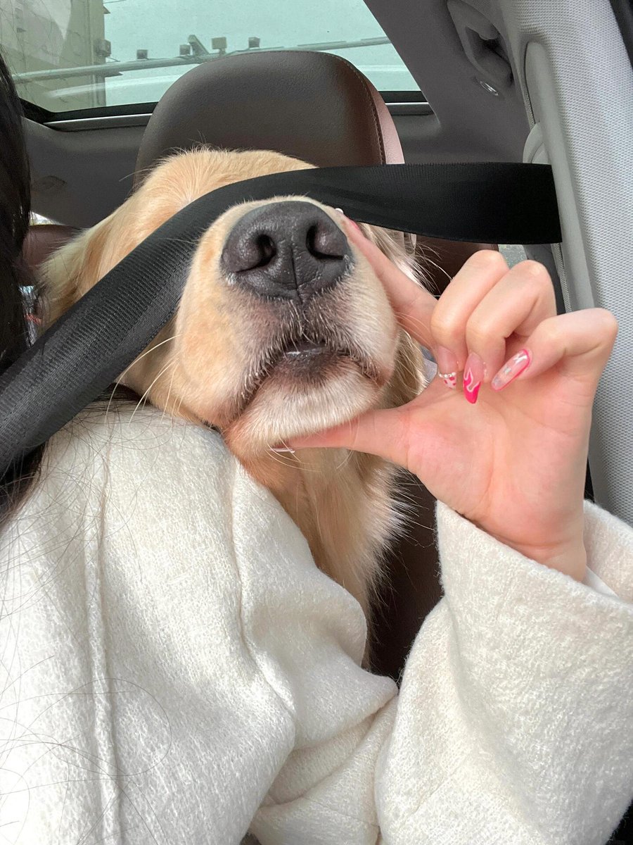 KeySamapio's tweet image. I miss my handsome dog, even though it has been gone for two years.