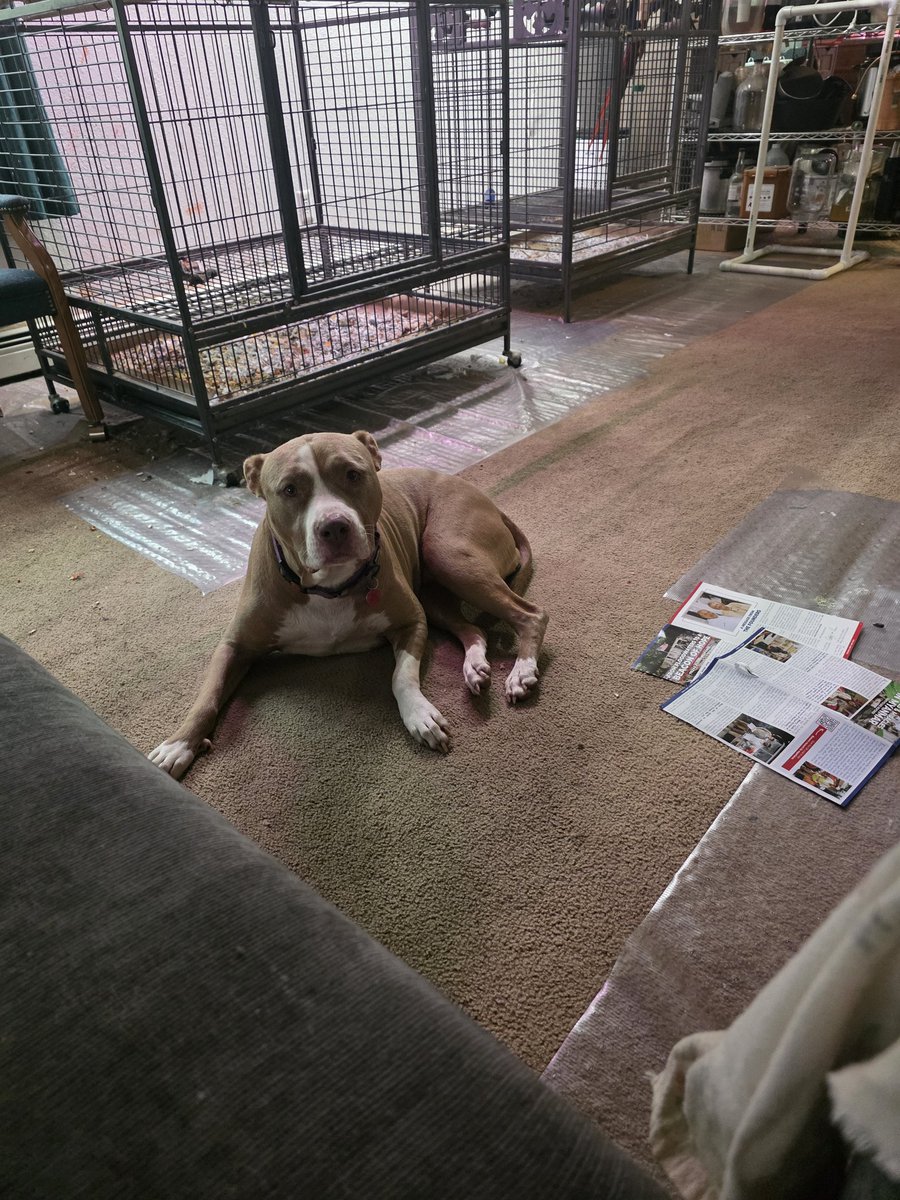 alle38673734's tweet photo. @harparr1 I'm a pibble https://t.co/7eiMQtUZ3A
