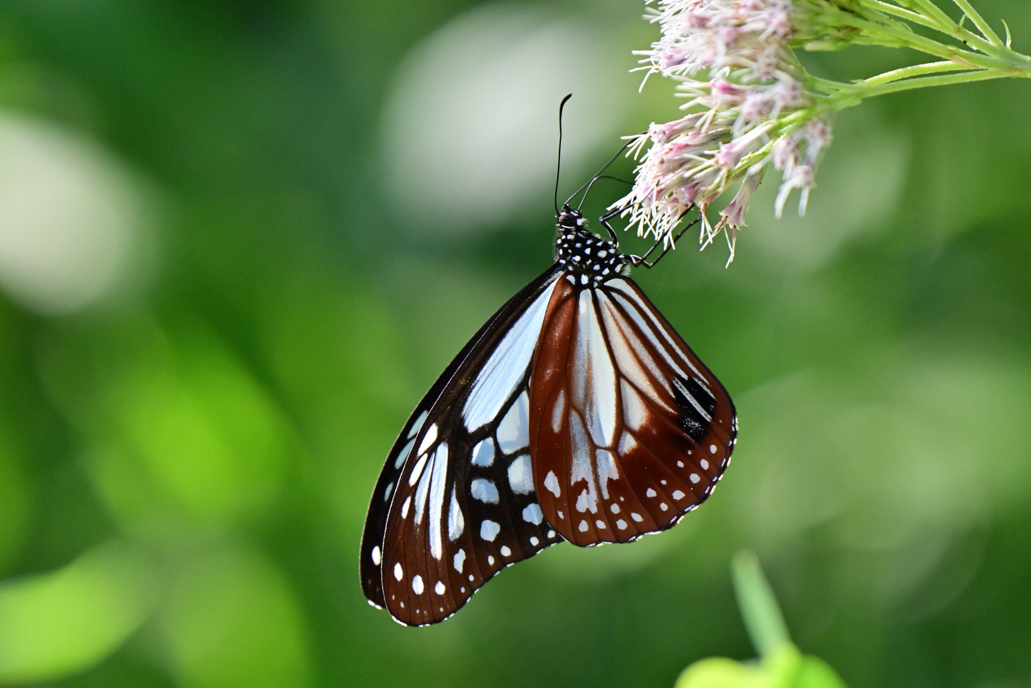 ニャオザネ様おまとめ＊アラシャン瑪瑙 月とうさぎ ゼブラ