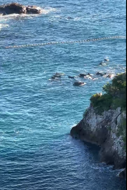 minpin78's tweet image. #TaijiCoveJAPAN🔴.....and here we are again at the notorious #Cove, where after a very fast drive, the #DolphinHunters have driven in a VERY LARGE pod of most desired #Bottlenose #Dolphins, now netted here, whilst the thugs have gone on a break..🐬🐬💔facebook.com/reel/797026112… 🇯🇵