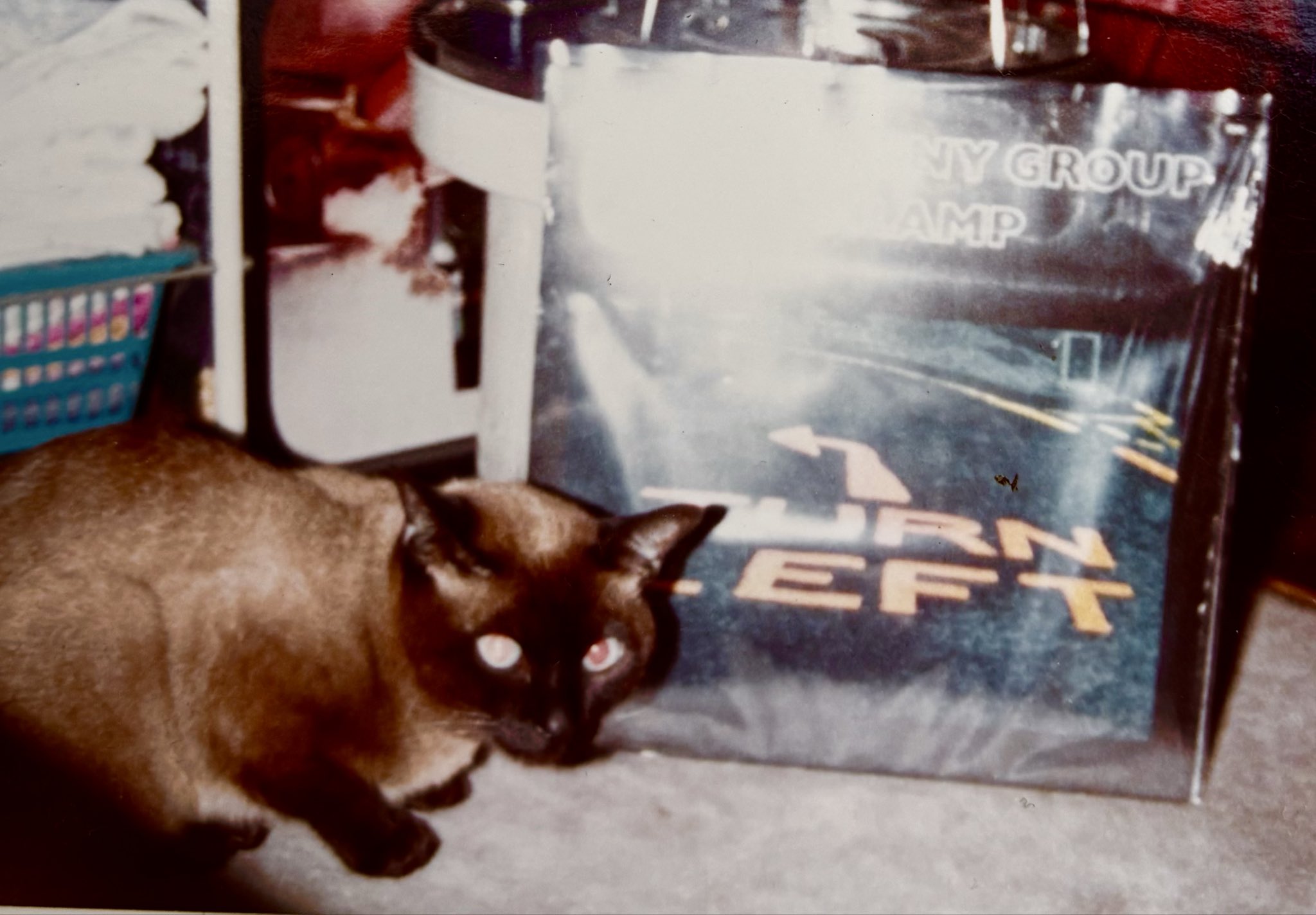 猫戦　レコード 2025年最新】猫戦 レコードの人気アイテム - メルカリ