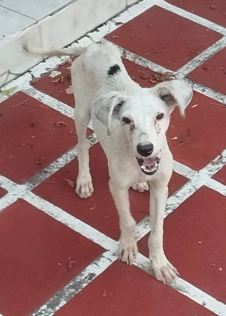 Caso de Terceros, estado Carabobo, Valencia!
Se da en Adopcion Perrita Dálmata Criolla, es hermosa y juguetona, nada de azoteas, amarrada o alarma de fincas o casas,  rescatada de las calles, de unos 4 meses aprox., Inf.: 0412-9224308