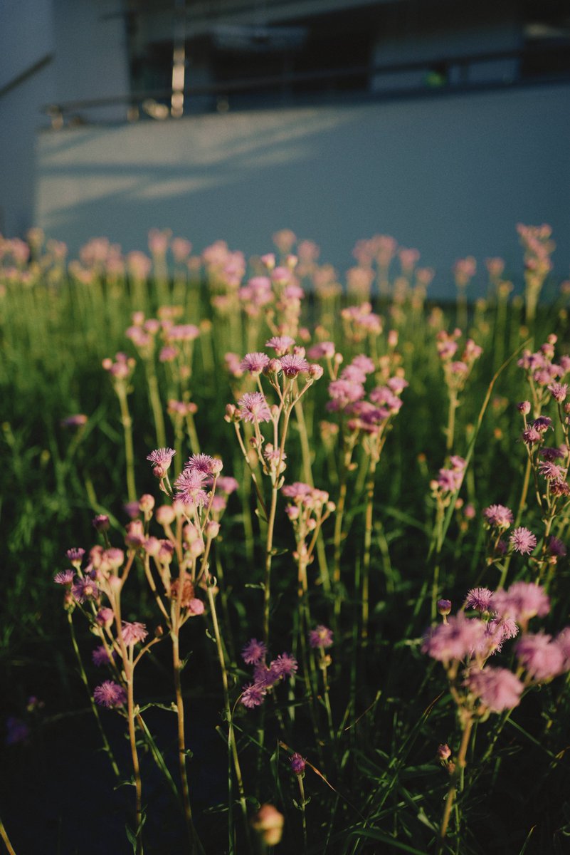 Ocha (@ocha_bnw) on Twitter photo 