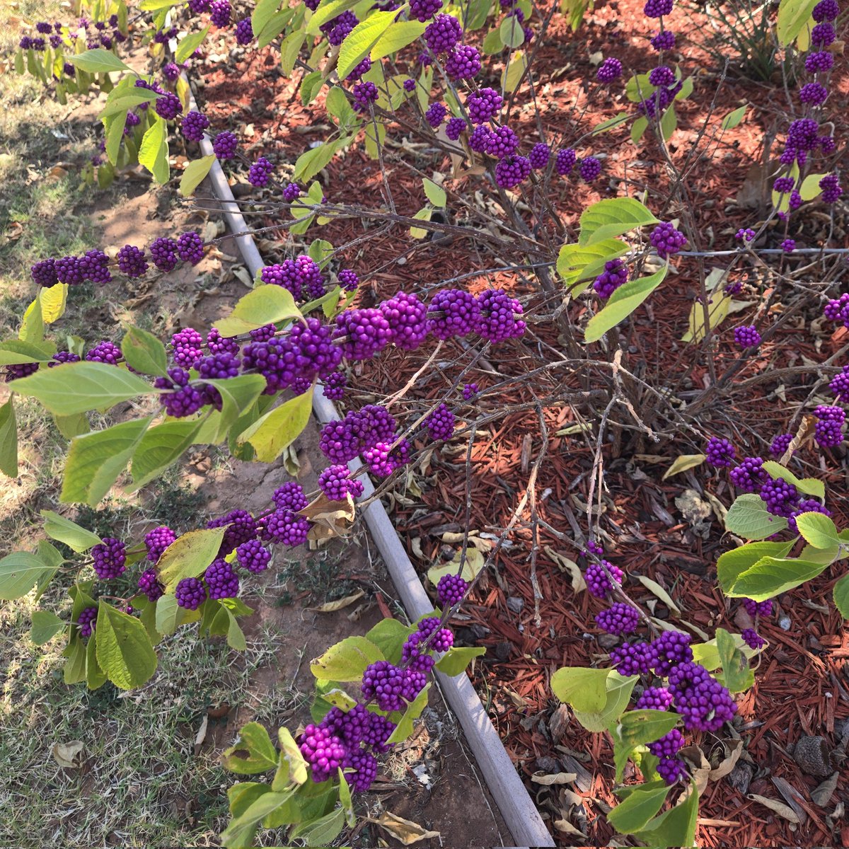 theladymacqueen's tweet image. #NewProfilePic