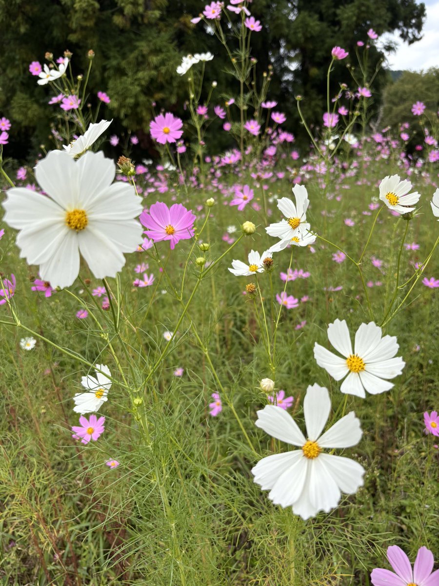白いコスモスの花言葉
[優美]

指の先まで意識した
あなたの華麗なダンスも
オーラいっぱいの
カッコいい立ち姿も
大好きです
あなたには
華やかなステージが
似合います

#あの子たち
#届けこの想い