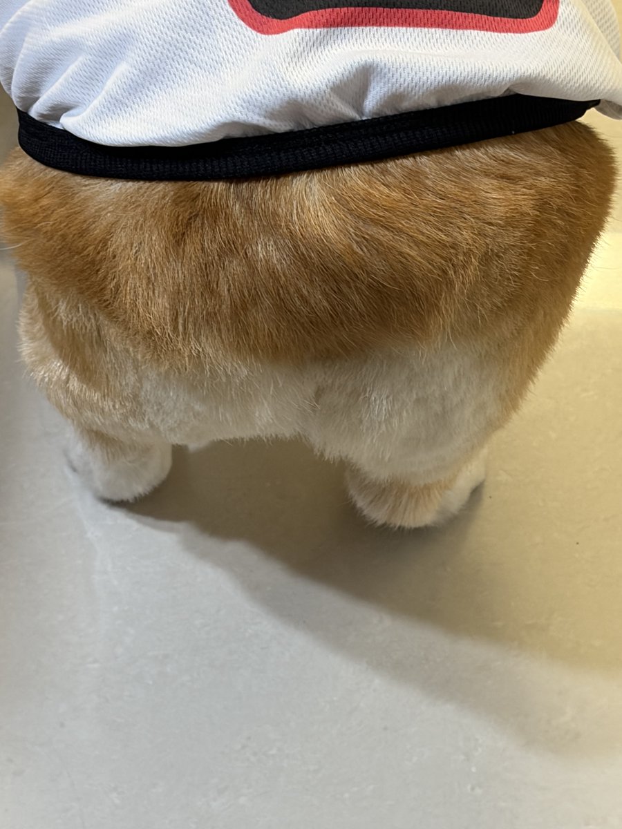 1400hyun_2's tweet photo. 너무 치명적이어서 말 잃음............... 
몽룡이는 평생 아가야......... https://t.co/N4vMX0GTwM