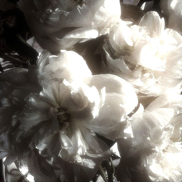 devqrandotte's tweet image. 