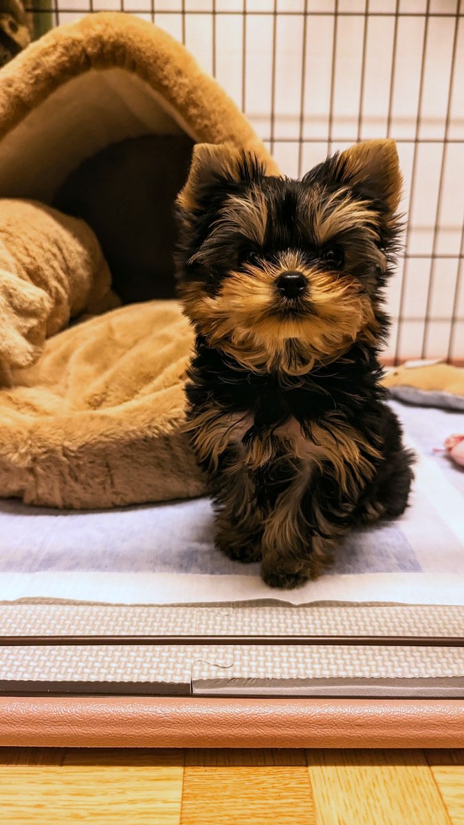 lightfinger96's tweet photo. 当初はチューバッカ感満載だった愛犬、2年目に入りました。
ヨーキーはやはり色変わりますねぇ。 https://t.co/zTloXuoZGd