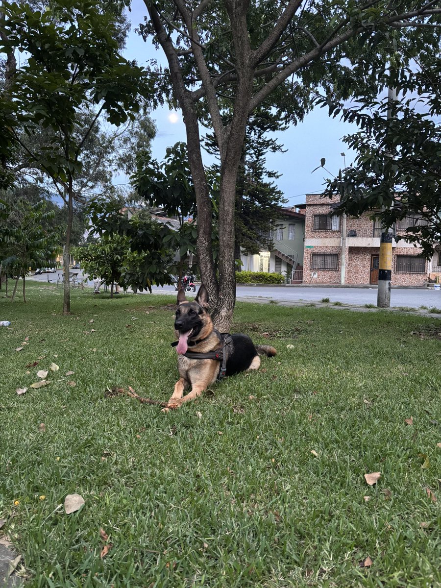 GoSsue94's tweet photo. Rocco y Kenya 💚 https://t.co/vYjR2mjxmH