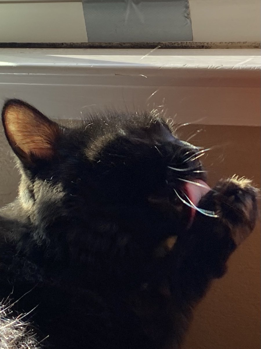 🐾A little late Sunday afternoon 🧼 with the warm ☀️, &amp; air coming through the 🪟.🐾🖤~Sabrina🐈‍⬛ 

#CatsOfX #CatsOfTwitter #BlackCats #Cats