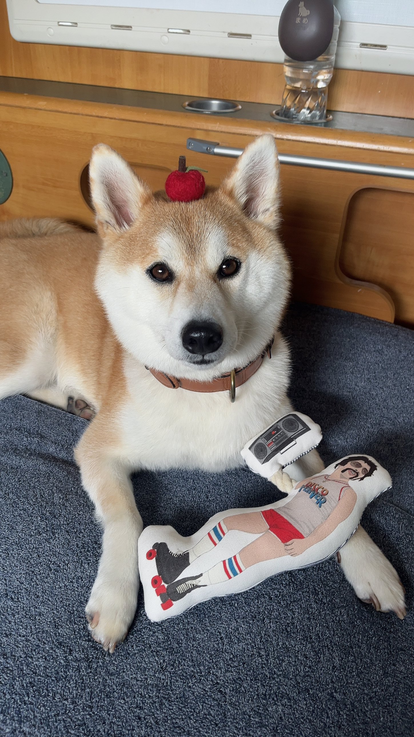 まめまめ 柴犬まめ on X: 