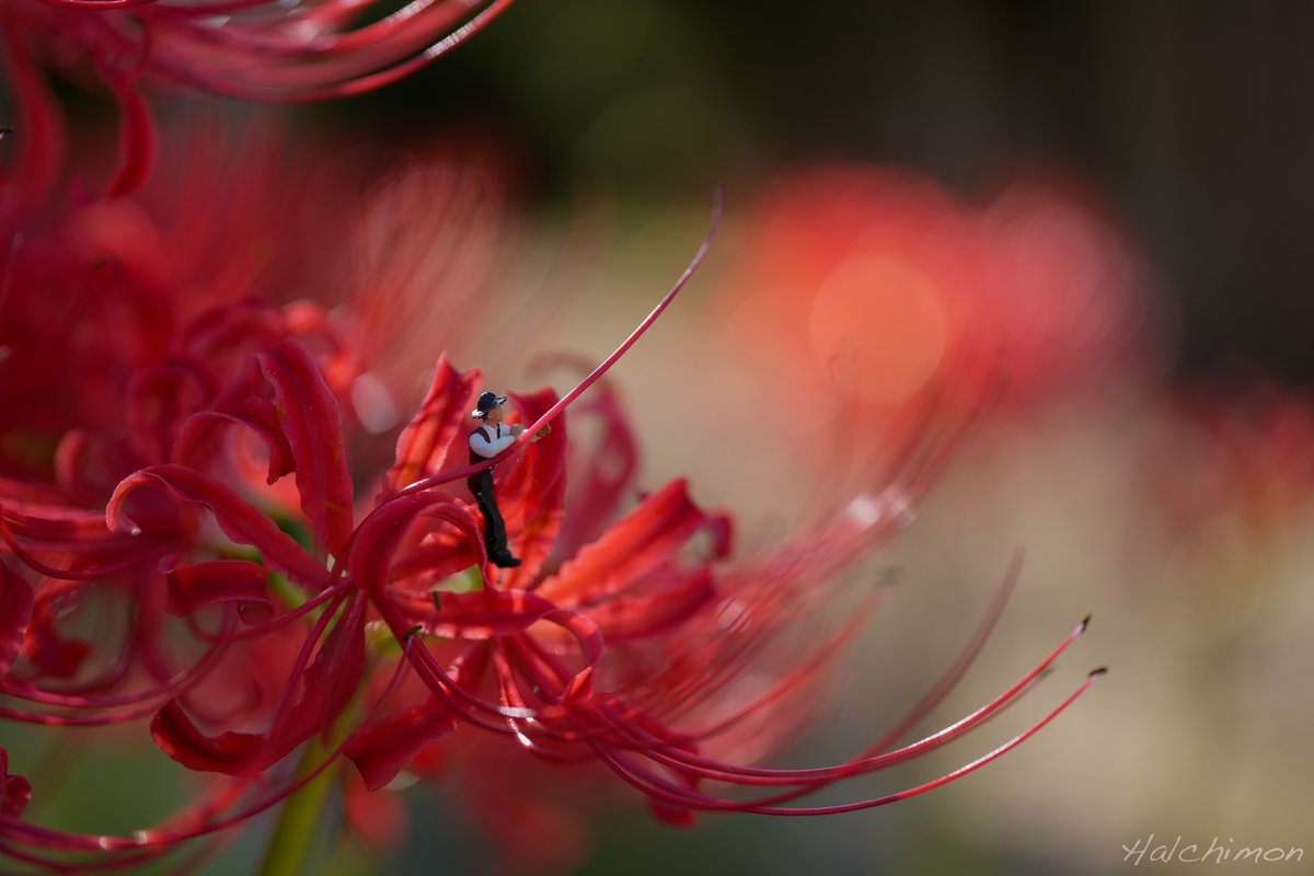 花の上にもブラック企業、、、
instagram.com/halchimon/