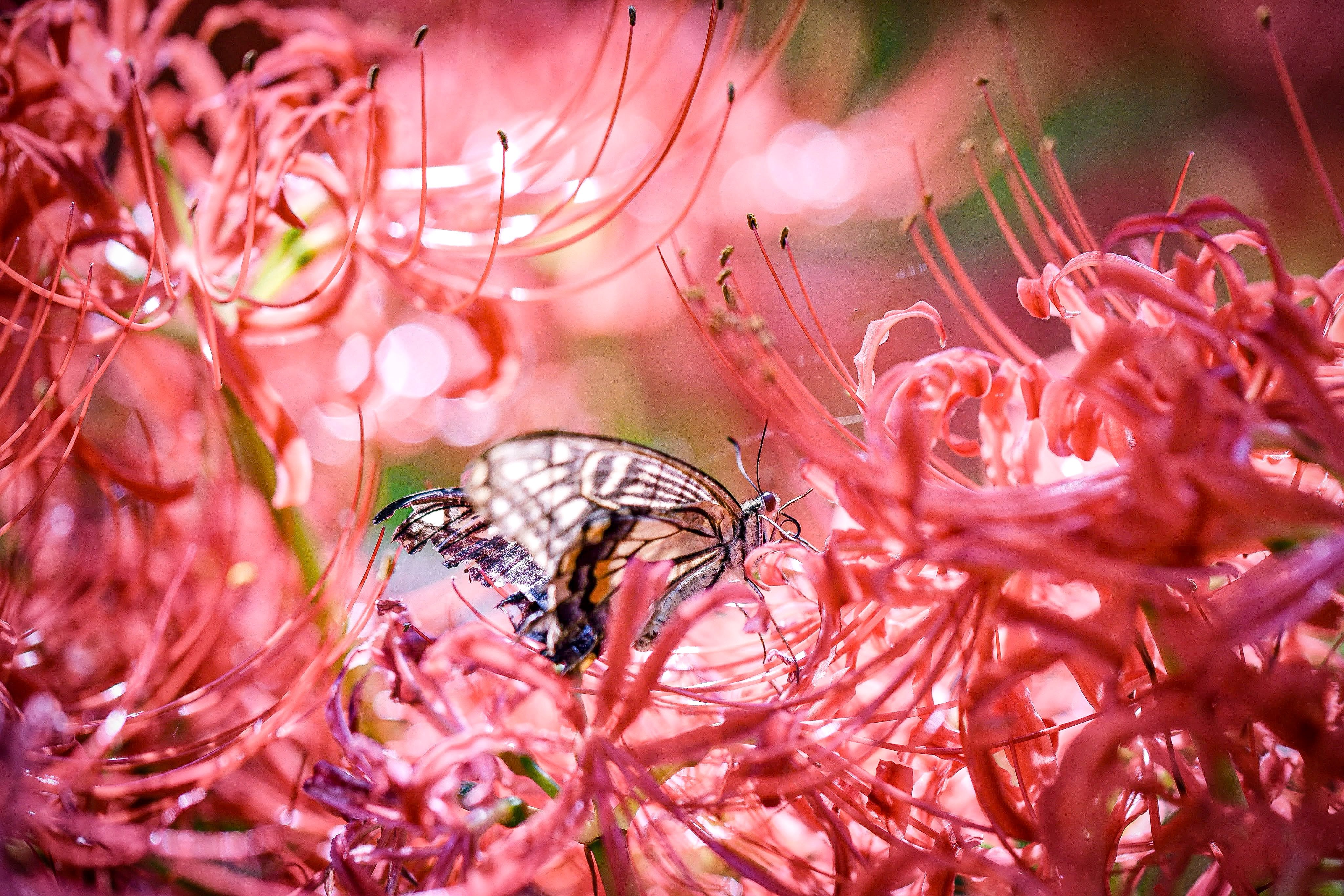 蓮花@プロフも見てくださいページ 蓮花 (@_ren0756) / X