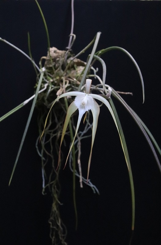 はな✳︎ Beautiful Dreamer【DVD付き限定盤】 | ディスコグラフィ