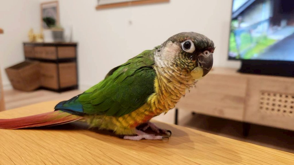 来週はかぼすのお迎え記念日です🎊
ちょっと早めですが、大好きなシャインマスカットでお祝い♡近くの道の駅でお安く購入できました☺️
これからもかぼすらしく過ごしてくれることを願います！𝑳‌𝑶‌𝑽‌𝑬