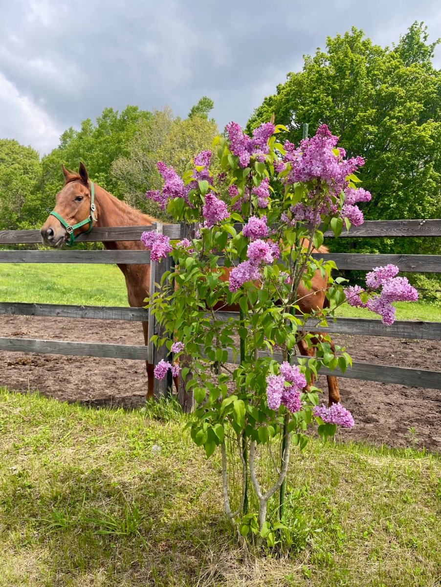 oumanobaketu's tweet image. お知らせ

このたび牧場を法人化して
「ライラックファーム株式会社」としてスタートすることになりました

生産牧場名の変更は来年の出生馬から。…