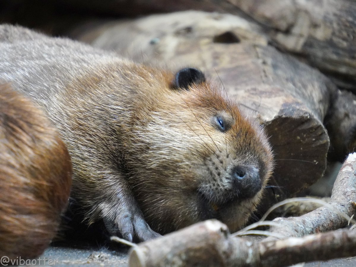 うと…　　　うと…

#神戸どうぶつ王国 
#ビーバー #アメリカビーバー 
#チビーバー 
2025.10.5