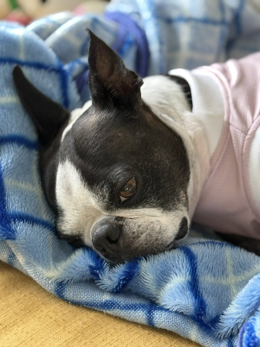 おはよ‥💤

#ボストンテリア

急に寒くなってきたピリ地方
そろそろ羽毛布団かな