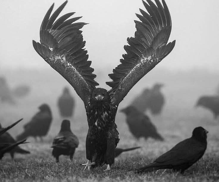 #اقالة_وزير_الموارد_البشرية 
#مقاطعه_براندات_الراجحي 

قالت العرب:
"من أساء إليك فقد فك وثاقك فإن الإحسان قيد."