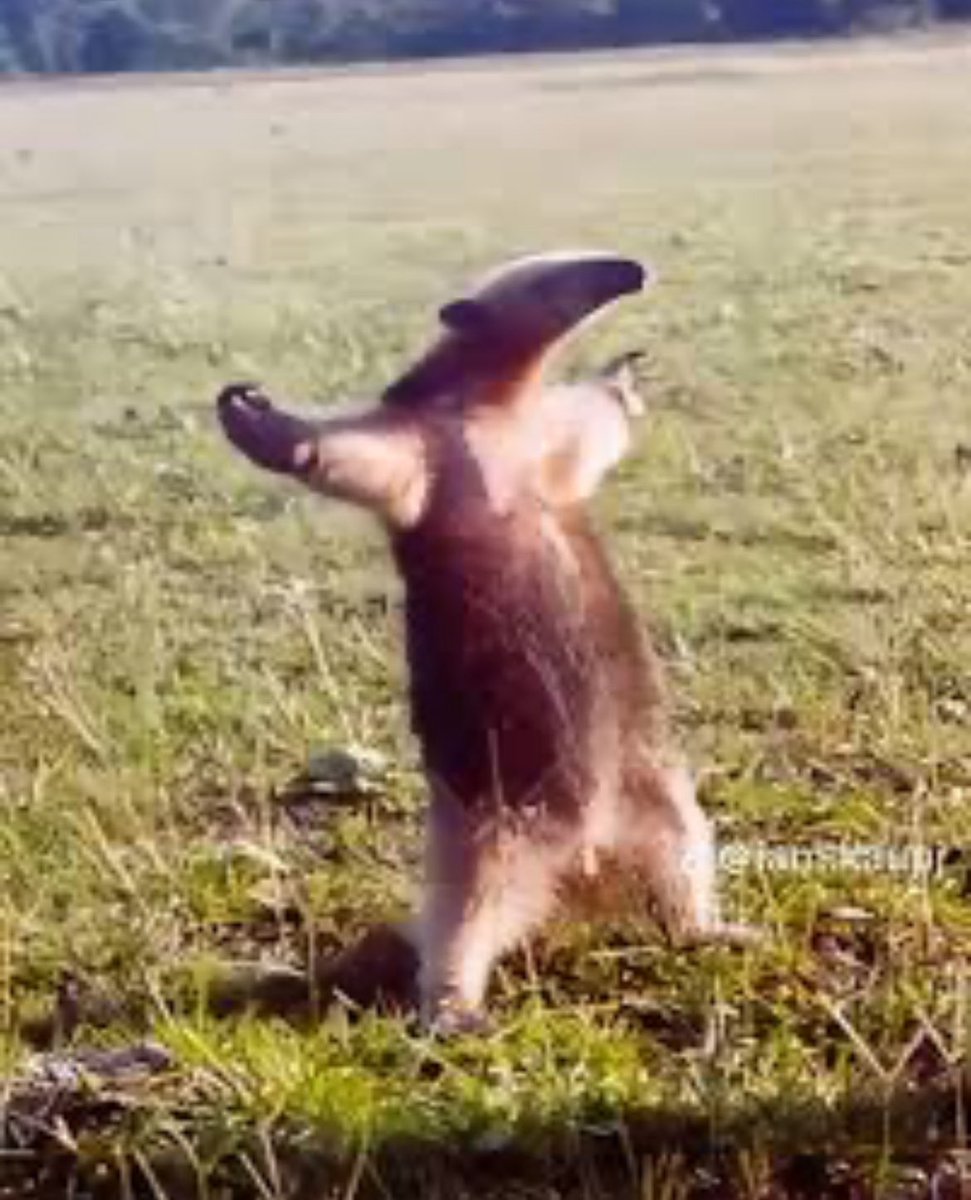 _maxiconecta's tweet image. Barinaga cada vez que la pide y no lo ven