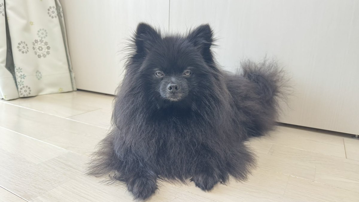 【ポメラニアン クロ】 dog_img_1_thumb_mob_0f4342b89d