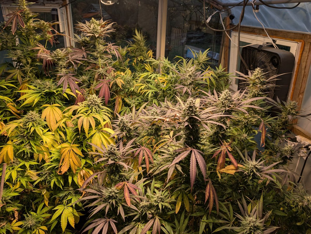 PushinPetunias's tweet image. Fall colors