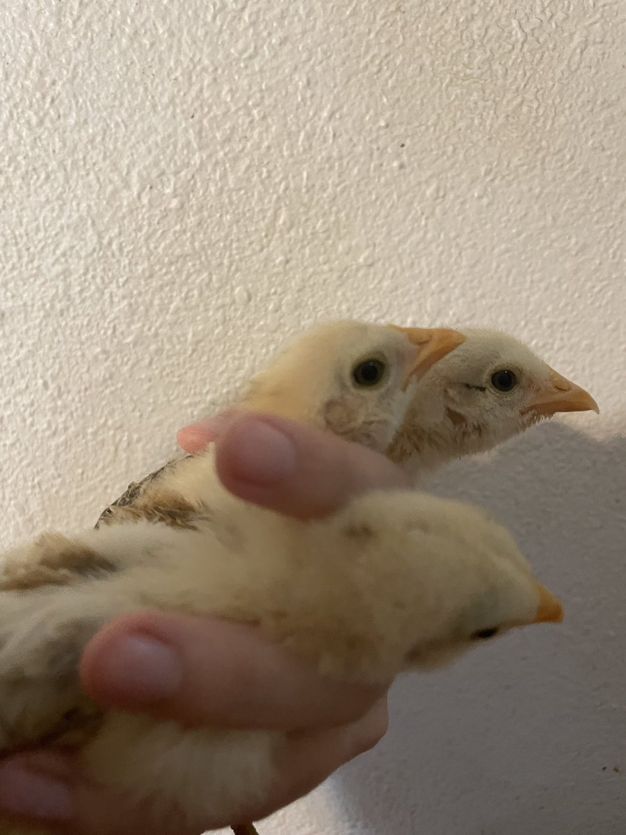 chicken boy 🐓 tweet media