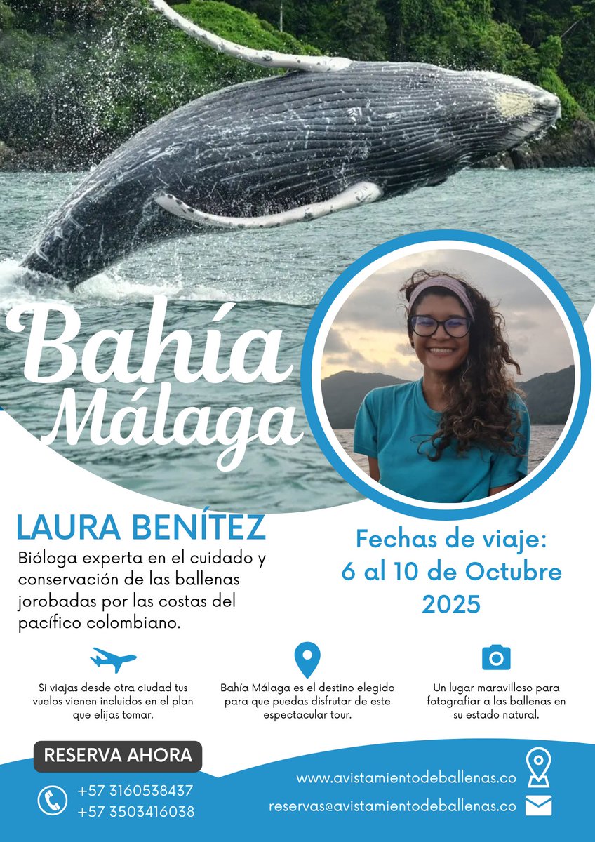 Avistamiento de Ballenas Colombia tweet media