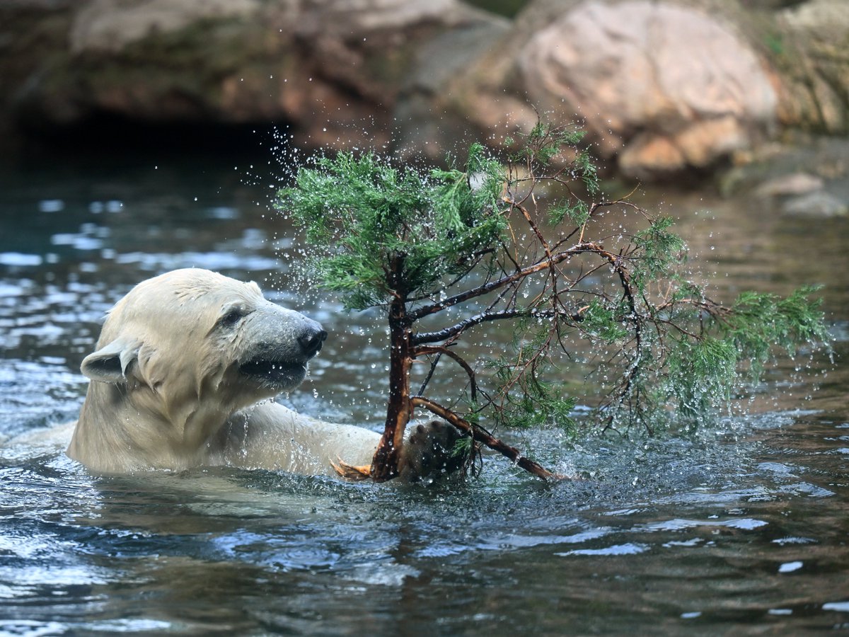 zooman_koichi's tweet image. 生け花ですか？😆
#ホッキョクグマ #ズーラシア #polarbear #ZOORASIA