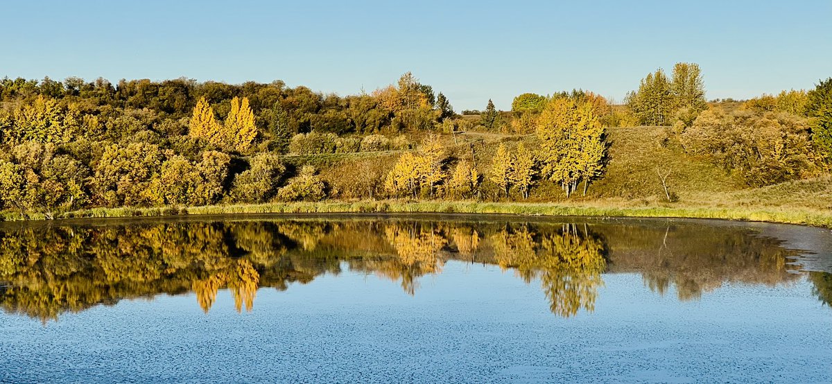 CalgaryObserver's tweet image. Golden aspens whisper under a crystal-blue sky, while the Rockies stand silent in their first snow.

#Autumn in the Alberta foothills; where every breath feels like a prayer of gratitude.