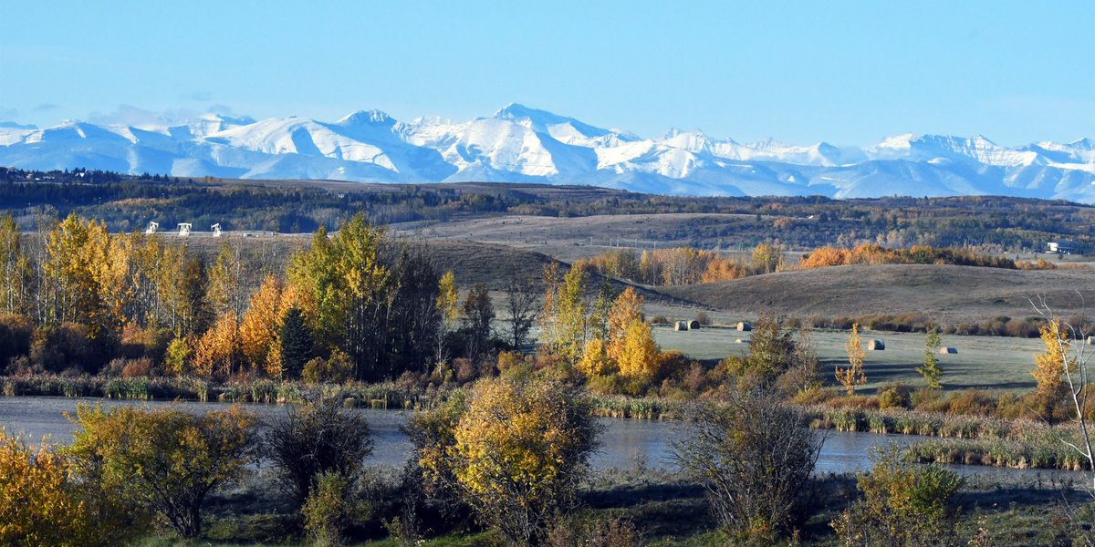 CalgaryObserver's tweet image. Golden aspens whisper under a crystal-blue sky, while the Rockies stand silent in their first snow.

#Autumn in the Alberta foothills; where every breath feels like a prayer of gratitude.