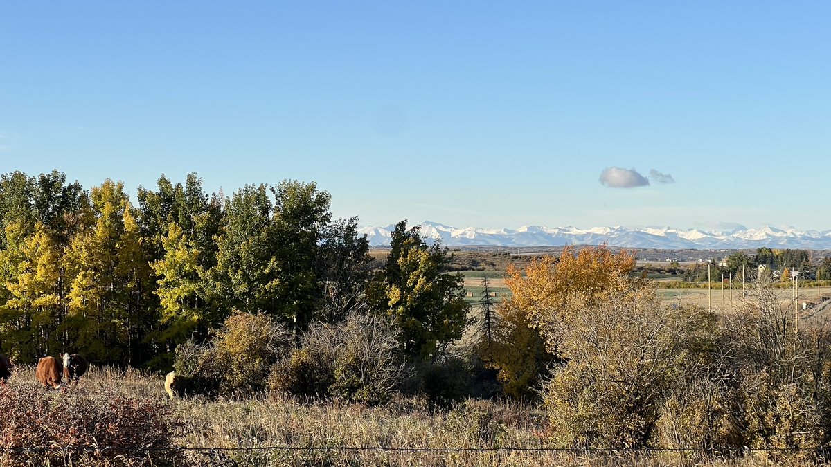 CalgaryObserver's tweet image. Golden aspens whisper under a crystal-blue sky, while the Rockies stand silent in their first snow.

#Autumn in the Alberta foothills; where every breath feels like a prayer of gratitude.
