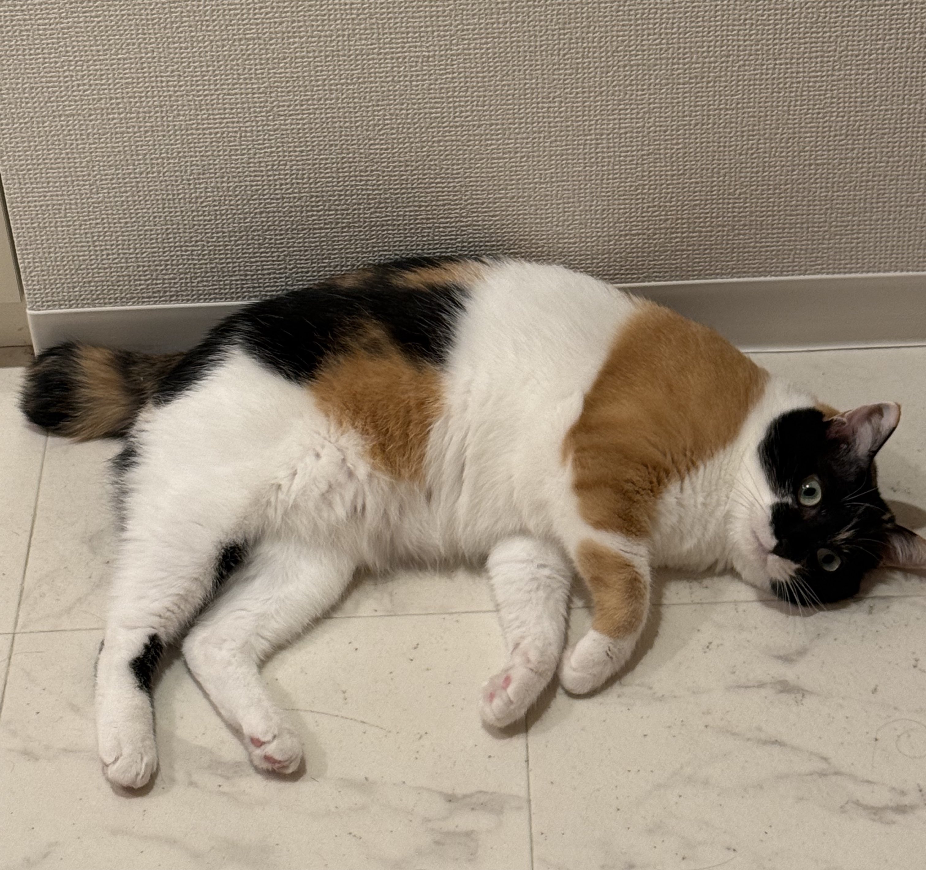 三毛猫~断捨離中~（感謝） 三毛猫~断捨離中~（感謝） 振り返る三毛猫｜WooBia