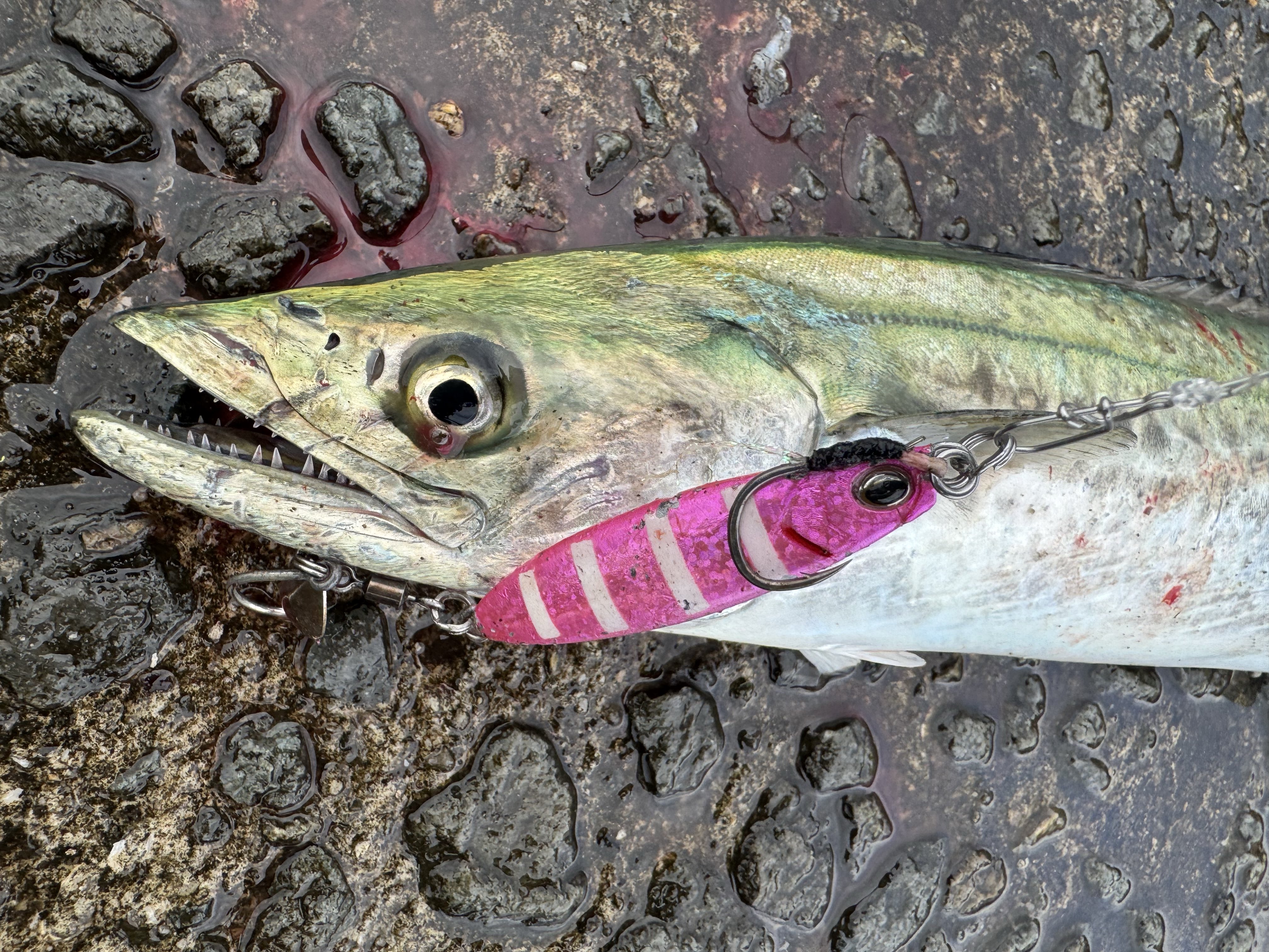 GONZO＠（hayaken) (@GONZOUDAIWA) / X