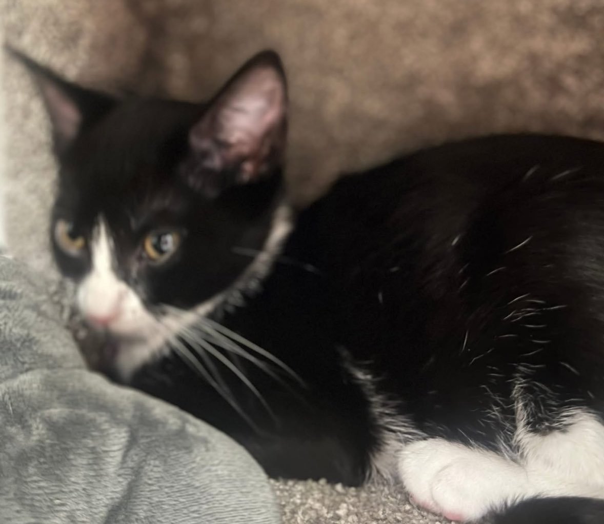 Meet the Grease Litter!!  3 month old kittens from the same litter.

Meet Rizzo, Frenchy, Sandy, Marty, Kenickie &amp; Zuko. There are 4 girls &amp;  2 boys. 

All are spayed/neutered, vet checked &amp; have had their first vaccinations. 

Langley PetSmart: 
Weekly : 5–8PM
Weekends: 12–3PM