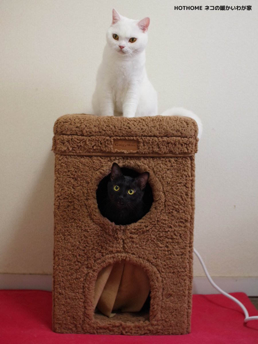 ごろ猫 ごろねこサミットぬいぐるみクッションT｜タイトーの6月の