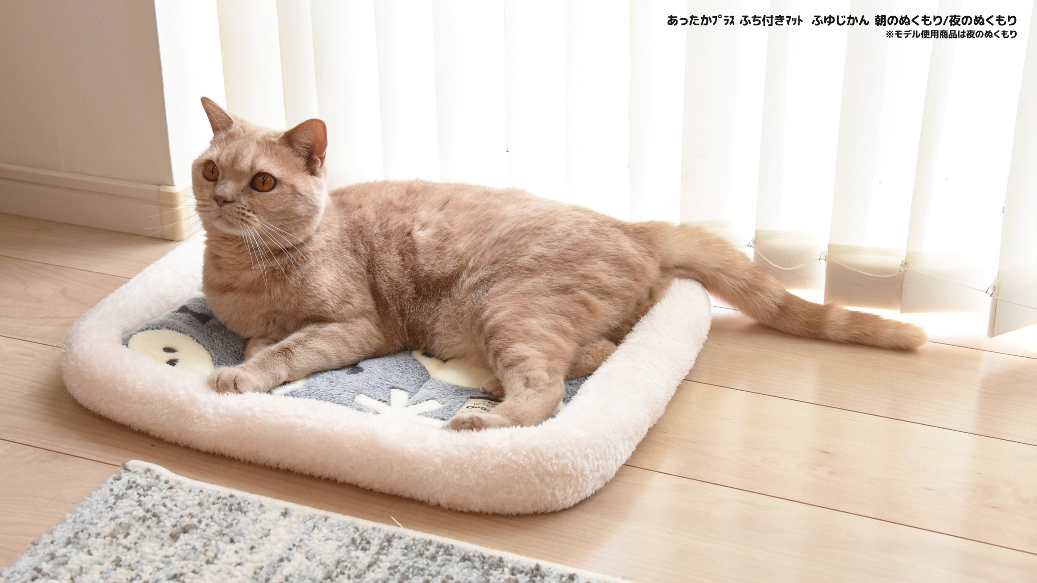 猫用品のゴロにゃん (@56nyan_com) / X