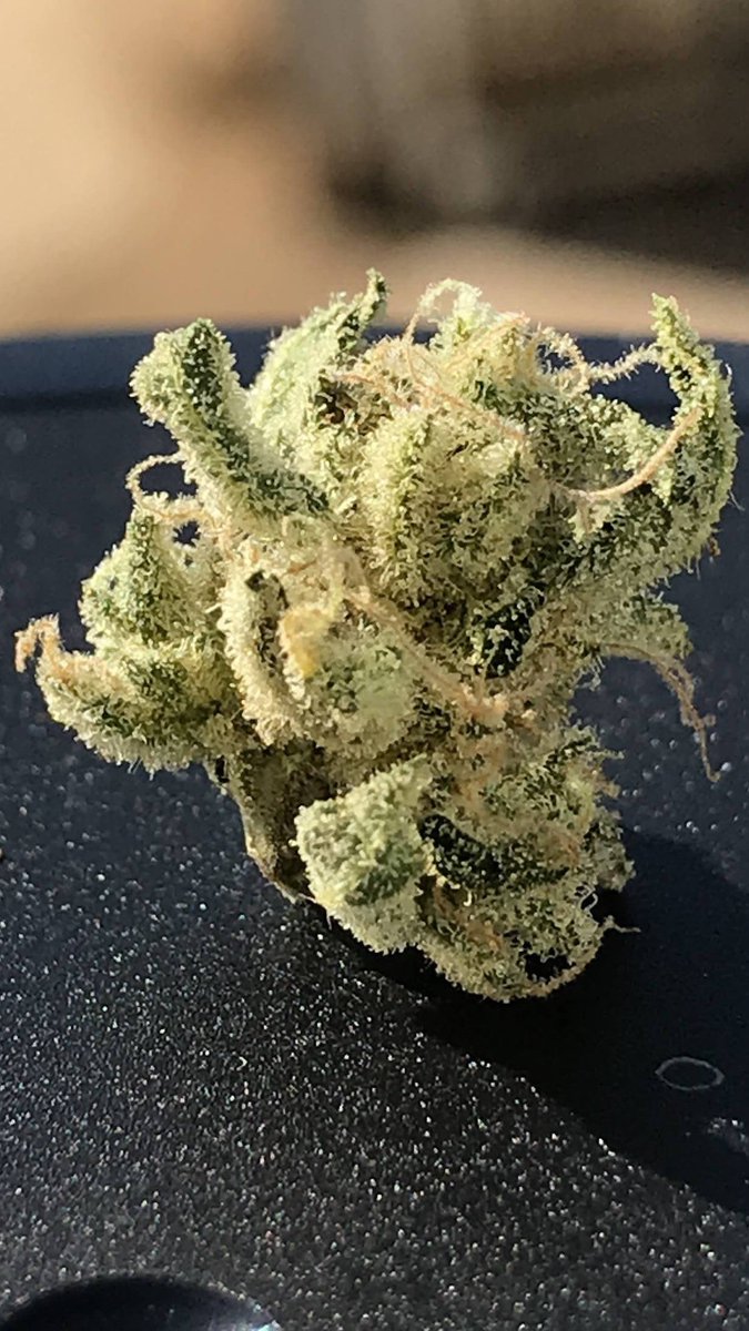 sungrown_cult's tweet photo. #Firewaves fire x (chem4 x (WiFi 3 x (scotts OG x Casper OG))) https://t.co/EZCeAXycVU
